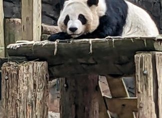 China to send giant pandas to Atlanta again