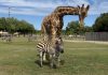 WATCH: ‘Very unique’: Giraffe and zebra are BFFs