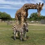 WATCH: ‘Very unique’: Giraffe and zebra are BFFs