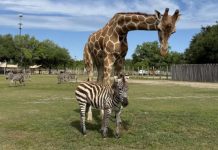 WATCH: ‘Very unique’: Giraffe and zebra are BFFs