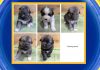 WATCH: Meet the new Denali Sled Dog puppies
