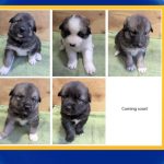 WATCH: Meet the new Denali Sled Dog puppies