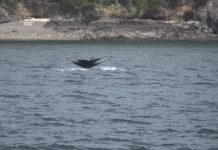 WATCH: ‘GMA’ goes whale watching in Washington