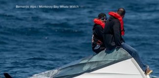 WATCH: Dramatic ocean rescue off the California coast