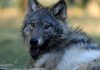 WATCH: First gray wolf in Sequoia National Park spotted after more than 100 years