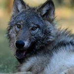 WATCH: First gray wolf in Sequoia National Park spotted after more than 100 years