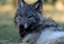 WATCH: First gray wolf in Sequoia National Park spotted after more than 100 years