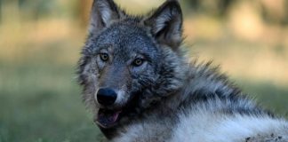 WATCH: First gray wolf in Sequoia National Park spotted after more than 100 years
