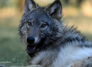 WATCH: First gray wolf in Sequoia National Park spotted after more than 100 years