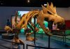 WATCH: This museum exhibit features Pokémon and real fossils