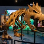 WATCH: This museum exhibit features Pokémon and real fossils