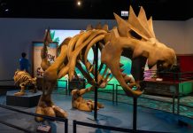 WATCH: This museum exhibit features Pokémon and real fossils