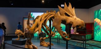 WATCH: This museum exhibit features Pokémon and real fossils