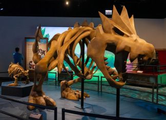 WATCH: This museum exhibit features Pokémon and real fossils
