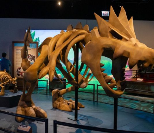 WATCH: This museum exhibit features Pokémon and real fossils