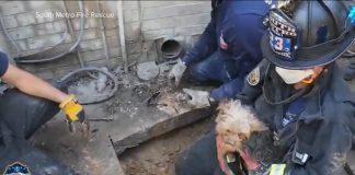 WATCH: America Strong: Colorado firefighters rescue family’s dog trapped under deck