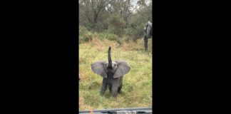 WATCH: Baby elephant charges tourists