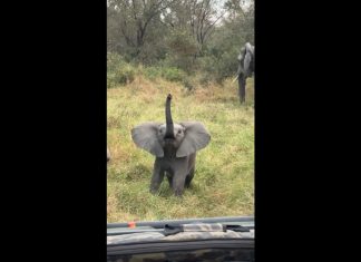 WATCH: Baby elephant charges tourists