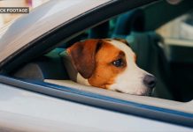 WATCH: Dog sets off gun injuring woman in the arm