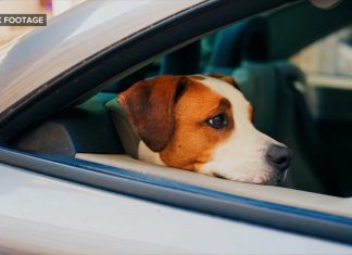 WATCH: Dog sets off gun injuring woman in the arm