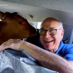 WATCH: Father, daughter take road trip to save 2 calves