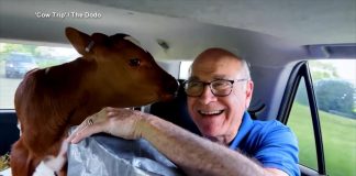 WATCH: Father, daughter take road trip to save 2 calves