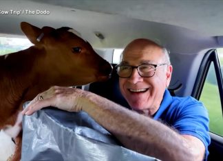 WATCH: Father, daughter take road trip to save 2 calves