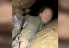 Forest ranger details dramatic cave rescue of man stuck in crevice