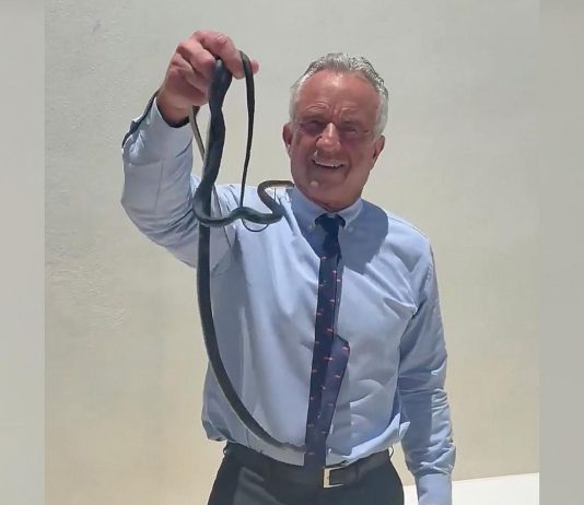 Robert F. Kennedy Jr. captures pair of snakes in viral video