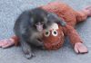 2 suspects identified in stunt at enclosure of viral monkey Punch