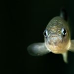 As federal scientists faced turmoil, the Devils Hole pupfish reached a crisis point