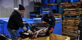 One solution for Maine’s struggling fishing industry? Give fillets away for free
