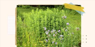 A guide to converting your lawn into a wildlife friendly garden