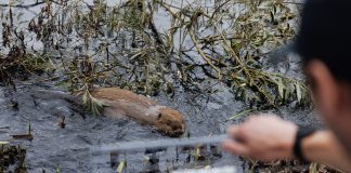 As floods get worse, Britain tries a new solution: beavers