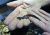 Inside the effort to save one of America’s most imperiled salamanders