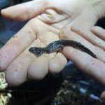 Inside the effort to save one of America’s most imperiled salamanders