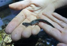 Inside the effort to save one of America’s most imperiled salamanders
