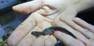 Inside the effort to save one of America’s most imperiled salamanders