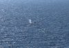 Timmy the stranded whale rescued after weekslong effort