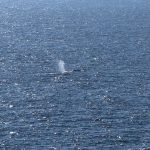 Timmy the stranded whale rescued after weekslong effort