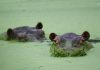 Colombia’s rogue hippos could find refuge in India