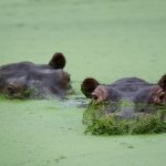 Colombia’s rogue hippos could find refuge in India