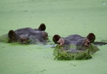 Colombia’s rogue hippos could find refuge in India