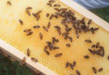Bees have coexisted with us for over a millennia. Their name remains a mystery