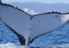 Two humpback whales set records swimming between Australia and Brazil
