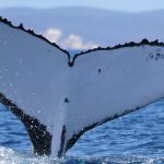 Two humpback whales set records swimming between Australia and Brazil