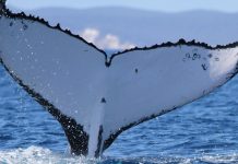 Two humpback whales set records swimming between Australia and Brazil
