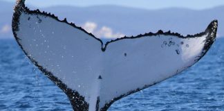 Two humpback whales set records swimming between Australia and Brazil