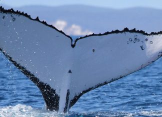 Two humpback whales set records swimming between Australia and Brazil