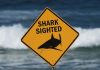Spearfisher mauled in Australia’s second fatal shark attack in a week